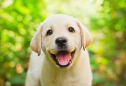 Golden retriver joven 2
