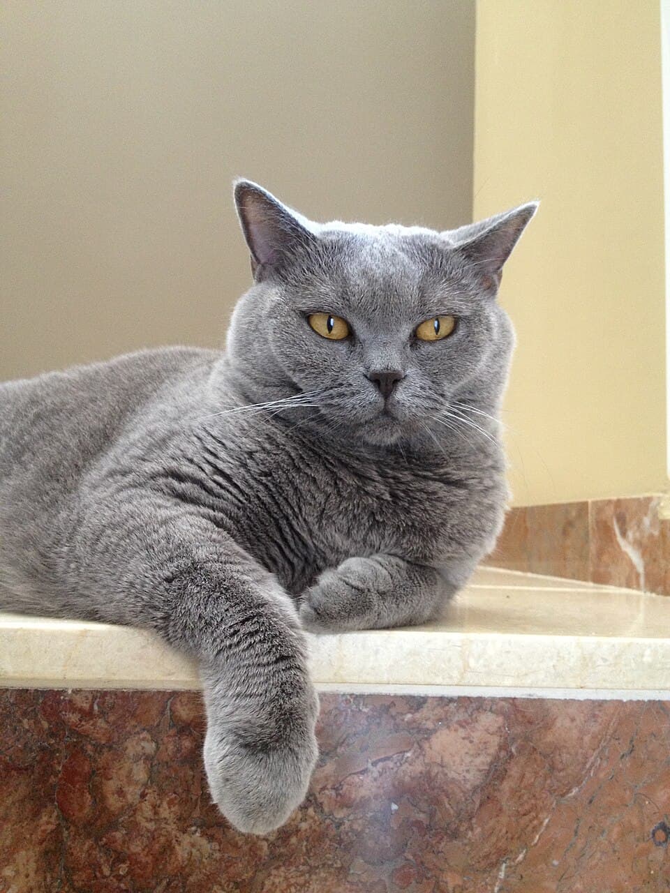 Gato gris 