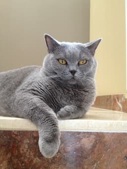 Gato gris  4