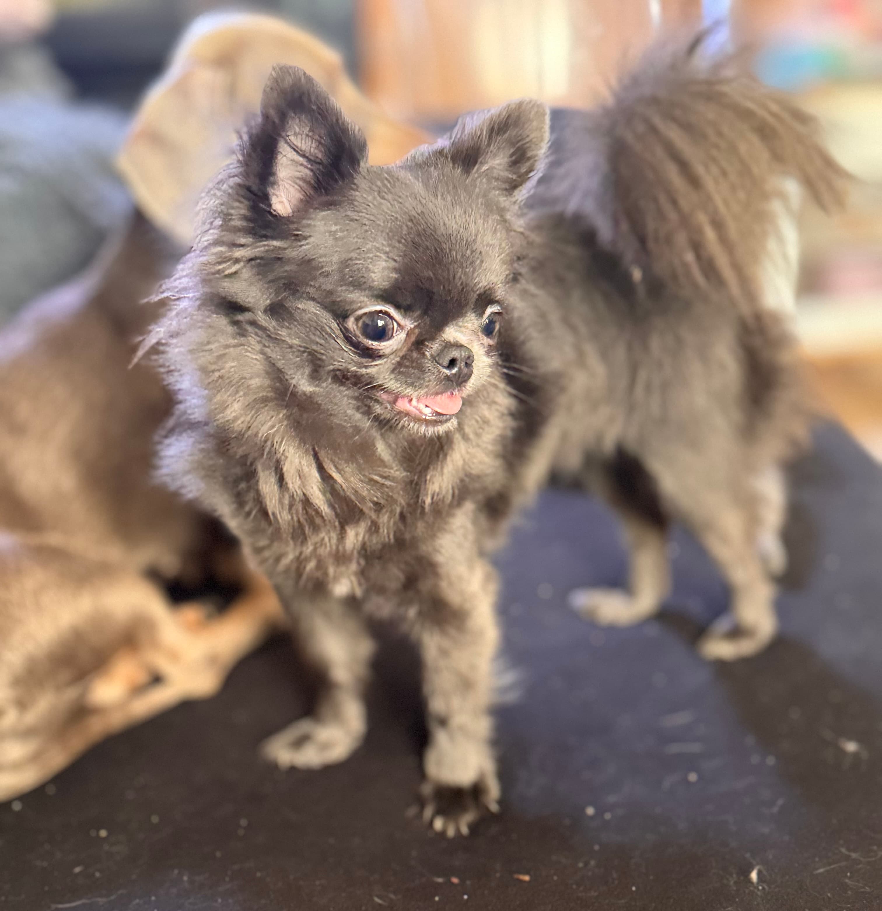 Chihuahua 