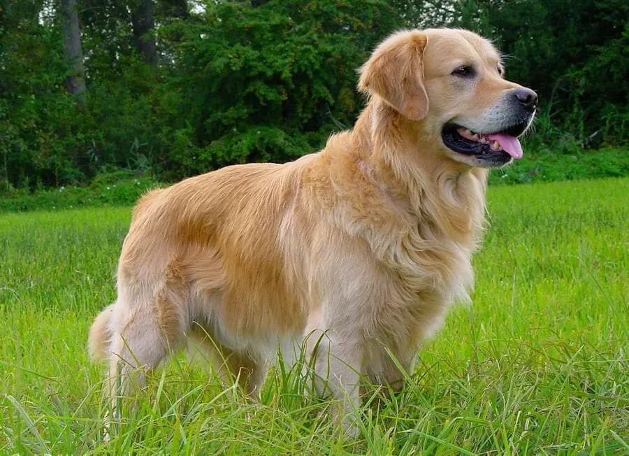 Golden Retriever adulto