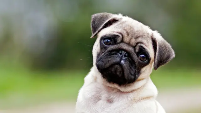 Carlino cachorro de 6 meses