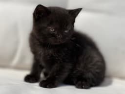 BRITISH SHORTHAIR NEGRA 1