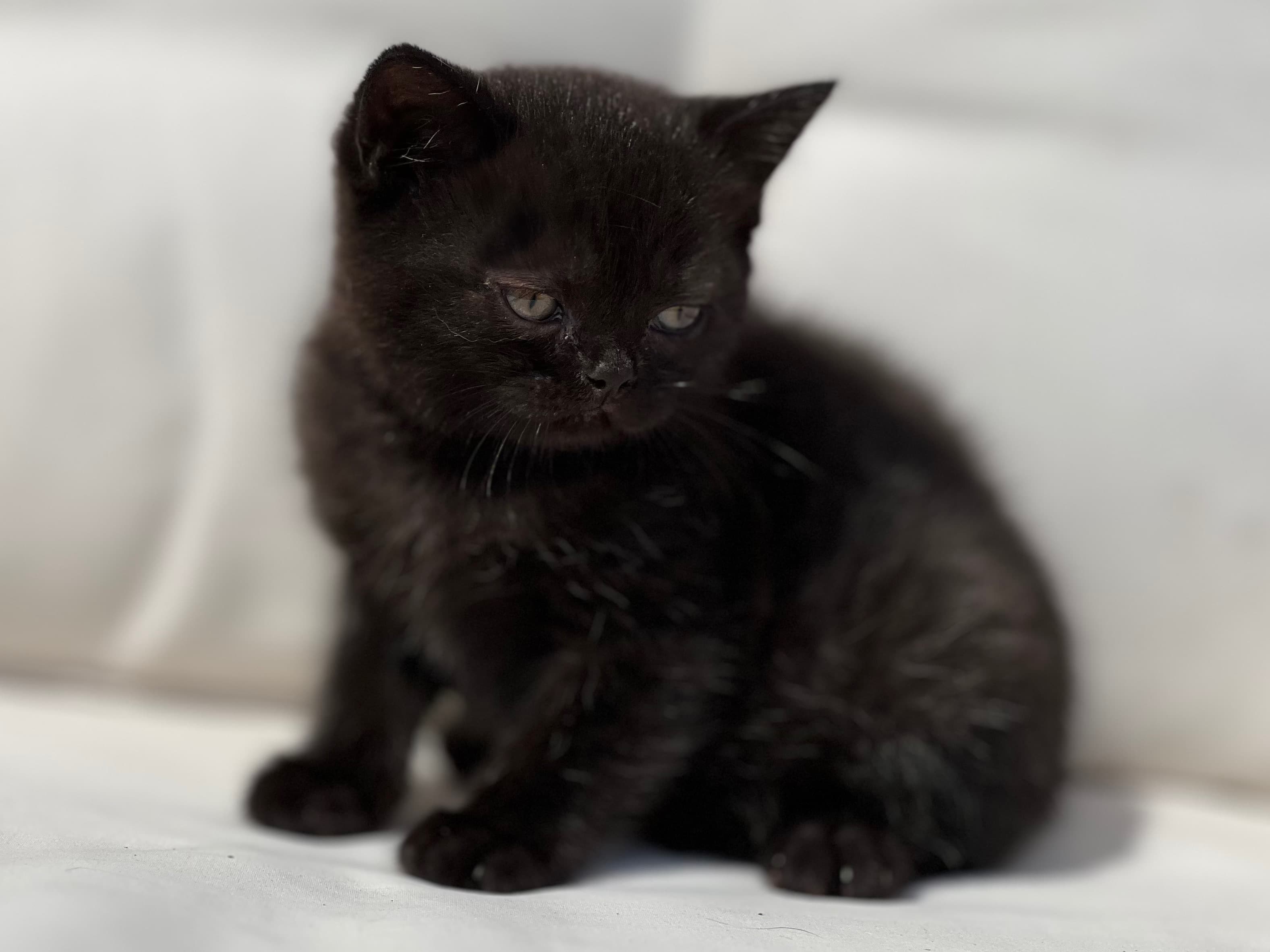 BRITISH SHORTHAIR NEGRA