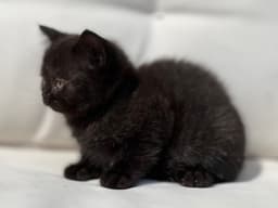 BRITISH SHORTHAIR NEGRA 2
