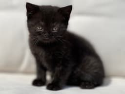 BRITISH SHORTHAIR NEGRA 3