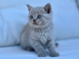 BRITISH SHORTHAIR LILAC 1