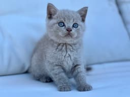 BRITISH SHORTHAIR LILAC 2