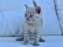 BRITISH SHORTHAIR LILAC 3
