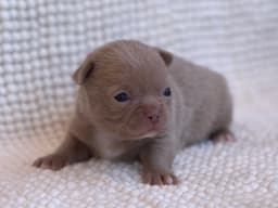 CHIHUAHUA LILAC  3