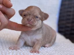 CHIHUAHUA TRICOLOR LILAC PELO LARGO 1