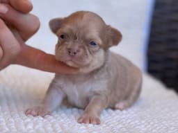 CHIHUAHUA TRICOLOR LILAC PELO LARGO 2