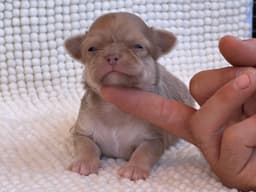 CHIHUAHUA TRICOLOR LILAC PELO LARGO 3