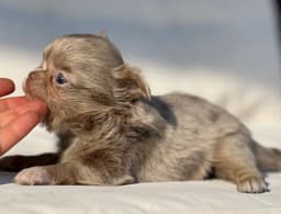 CHIHUAHUA LILAC MERLE 2