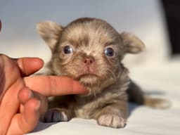 CHIHUAHUA LILAC MERLE 3
