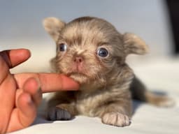 CHIHUAHUA LILAC MERLE 4