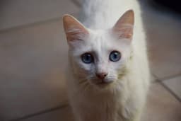 Angora Turco 1