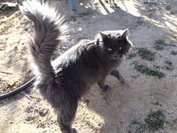 Nebelung 2
