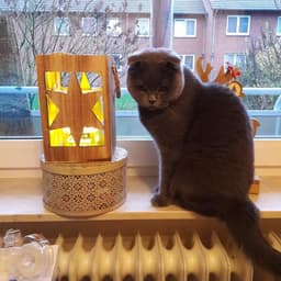 Scottish Fold 2