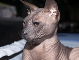 Donskoy 3