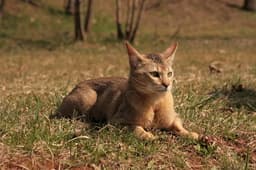 Chausie 1