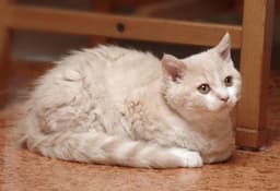 Selkirk Rex 3