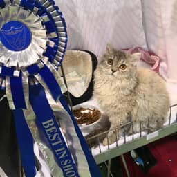Selkirk Rex 1