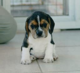 Beagle 3