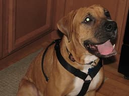Boxer 1