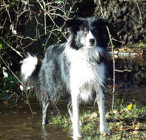 Border Collie