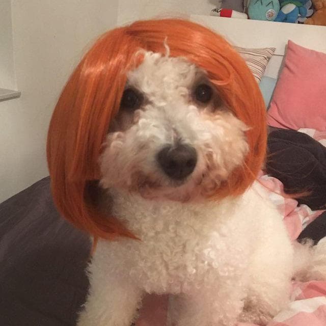 Bichón Frisé