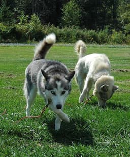 Husky Siberiano 1