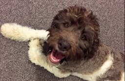 PRECIOSOS CACHORROS LABRADOODLE 2