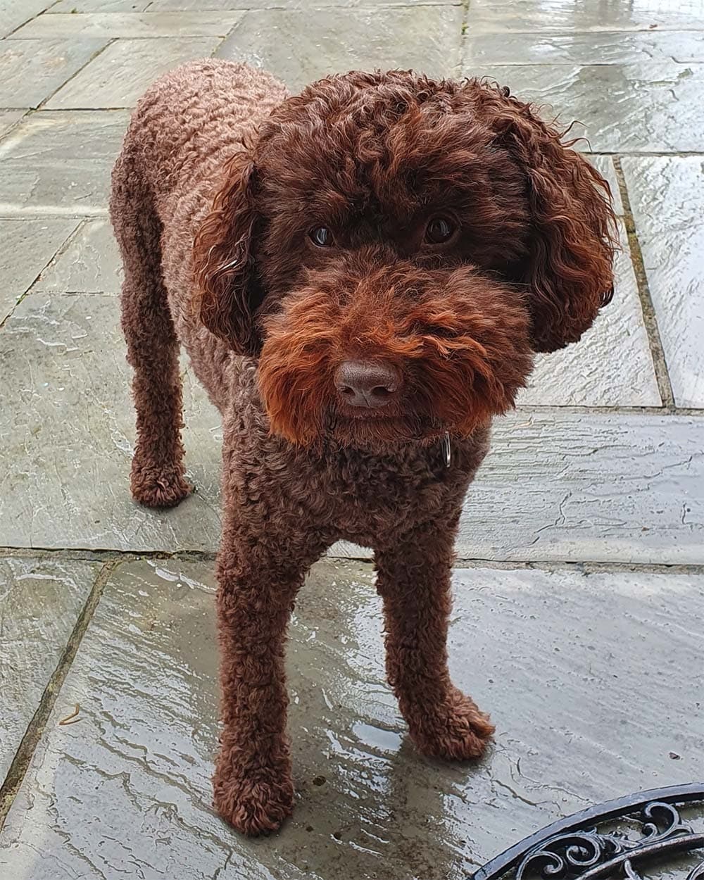 LABRADODDLE