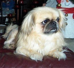 Pekinés 1