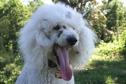 Caniche 1