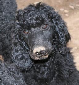 Caniche 3
