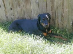 Rottweiler 3