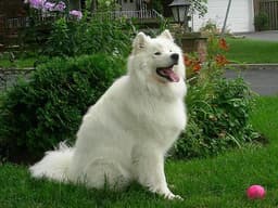 Samoyedo 1