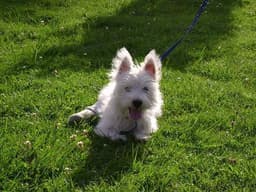West Highland Terrier 1