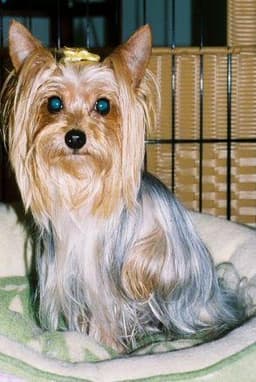 Yorkshire Terrier 3