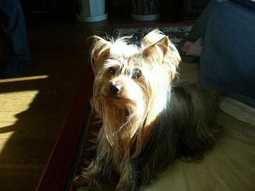 Yorkshire Terrier