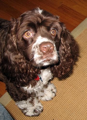 Cocker Spaniel