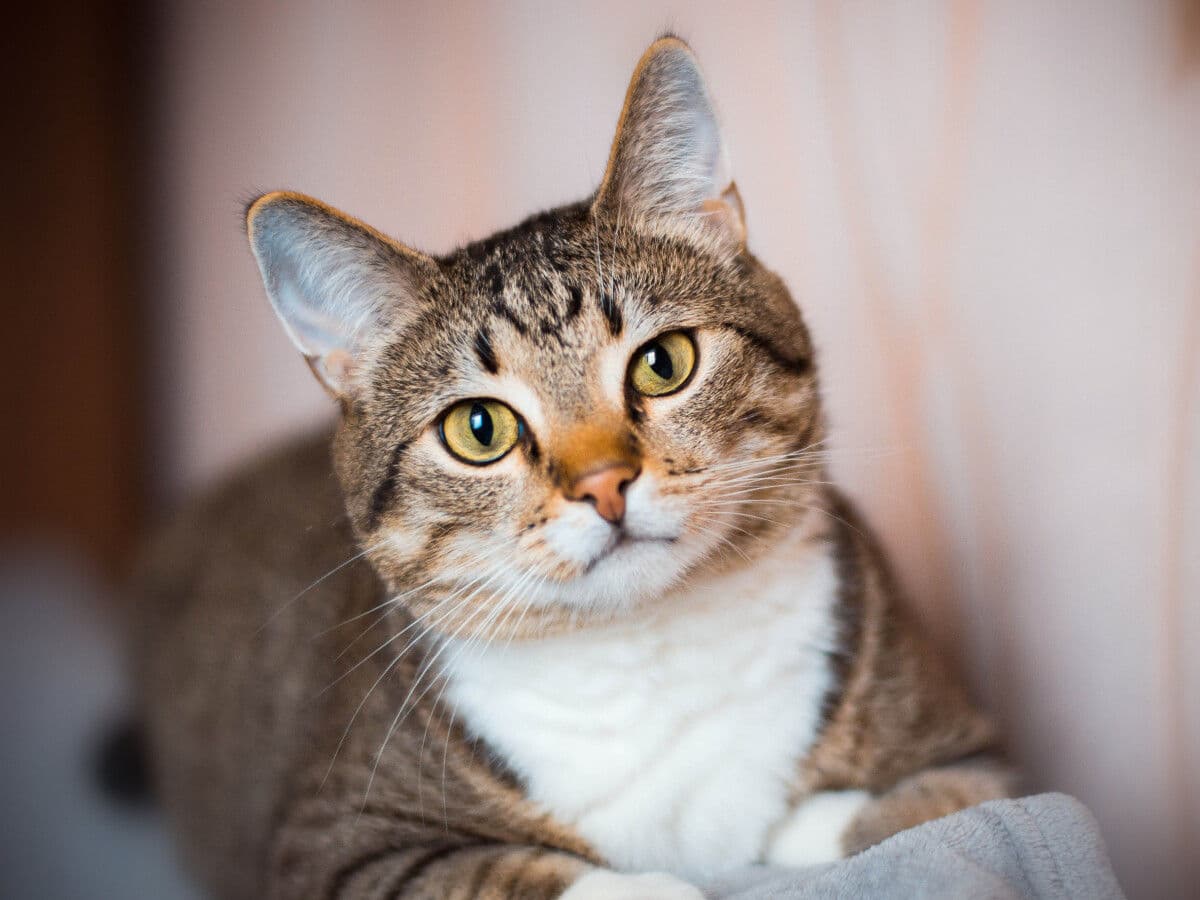 Gato balinés pequeño
