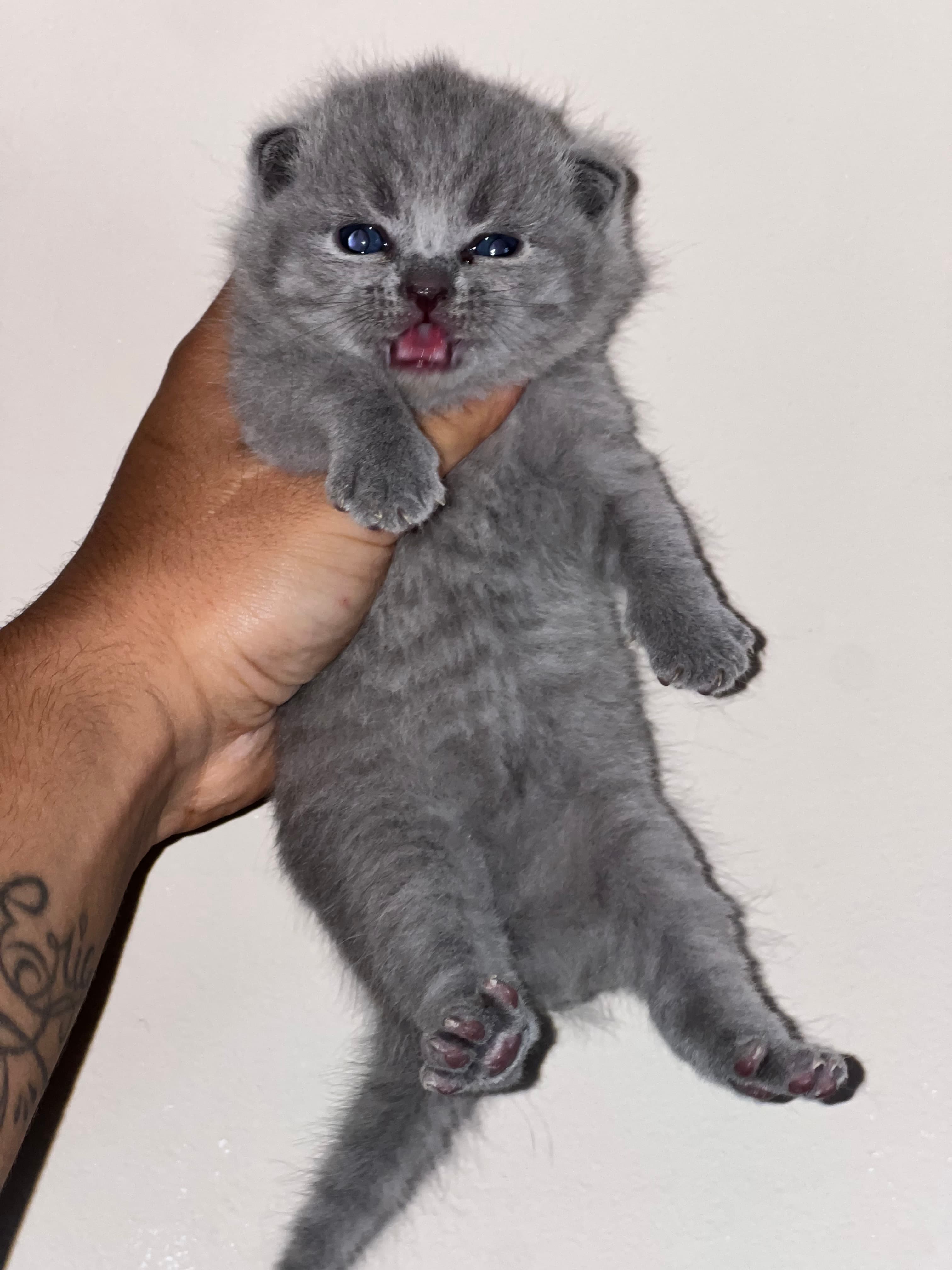 HEMBRITA BRITISH SHORTHAIR BLUE