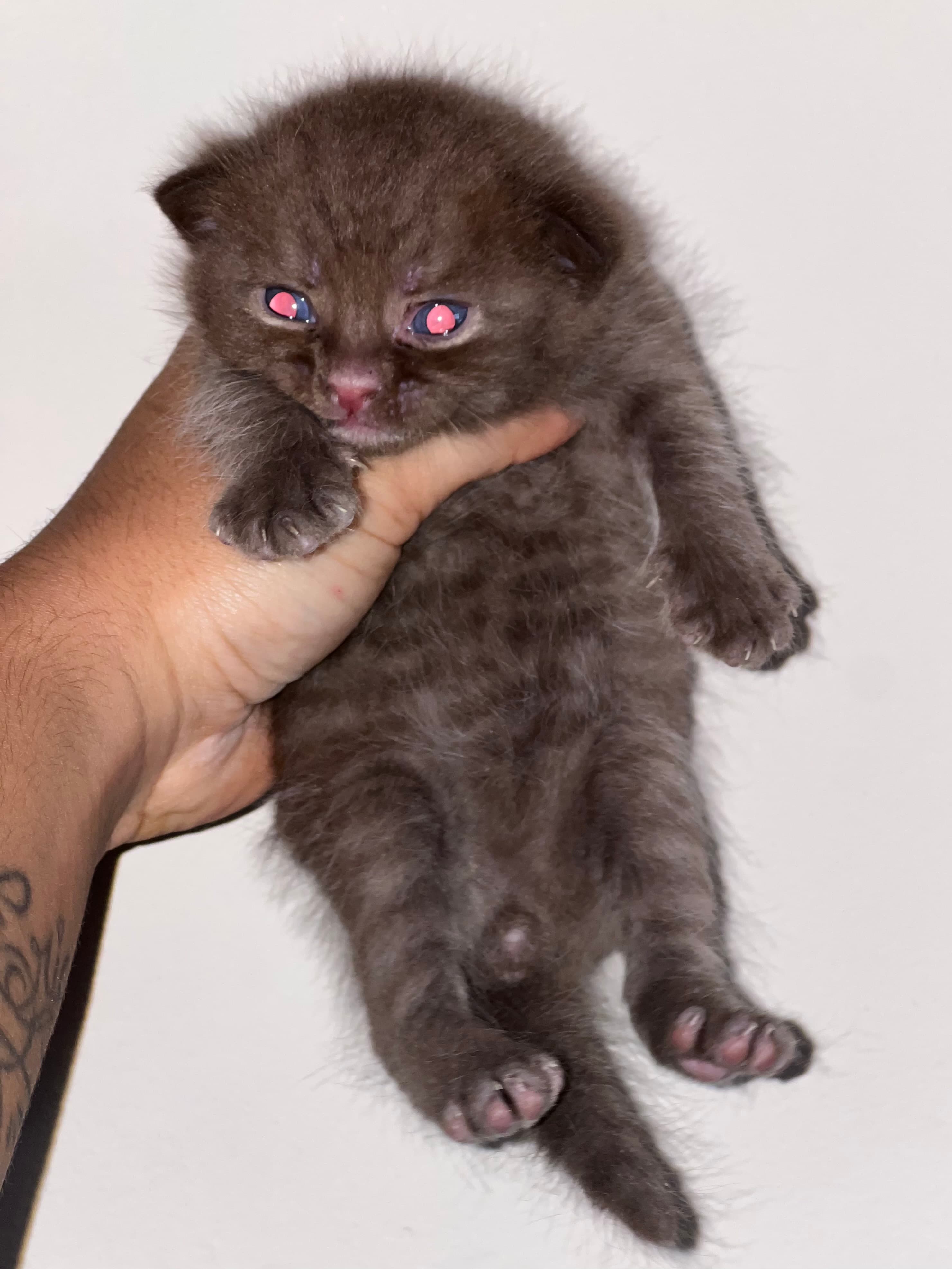 MACHITO CHOCOLATE BRITISH SHORTHAIR