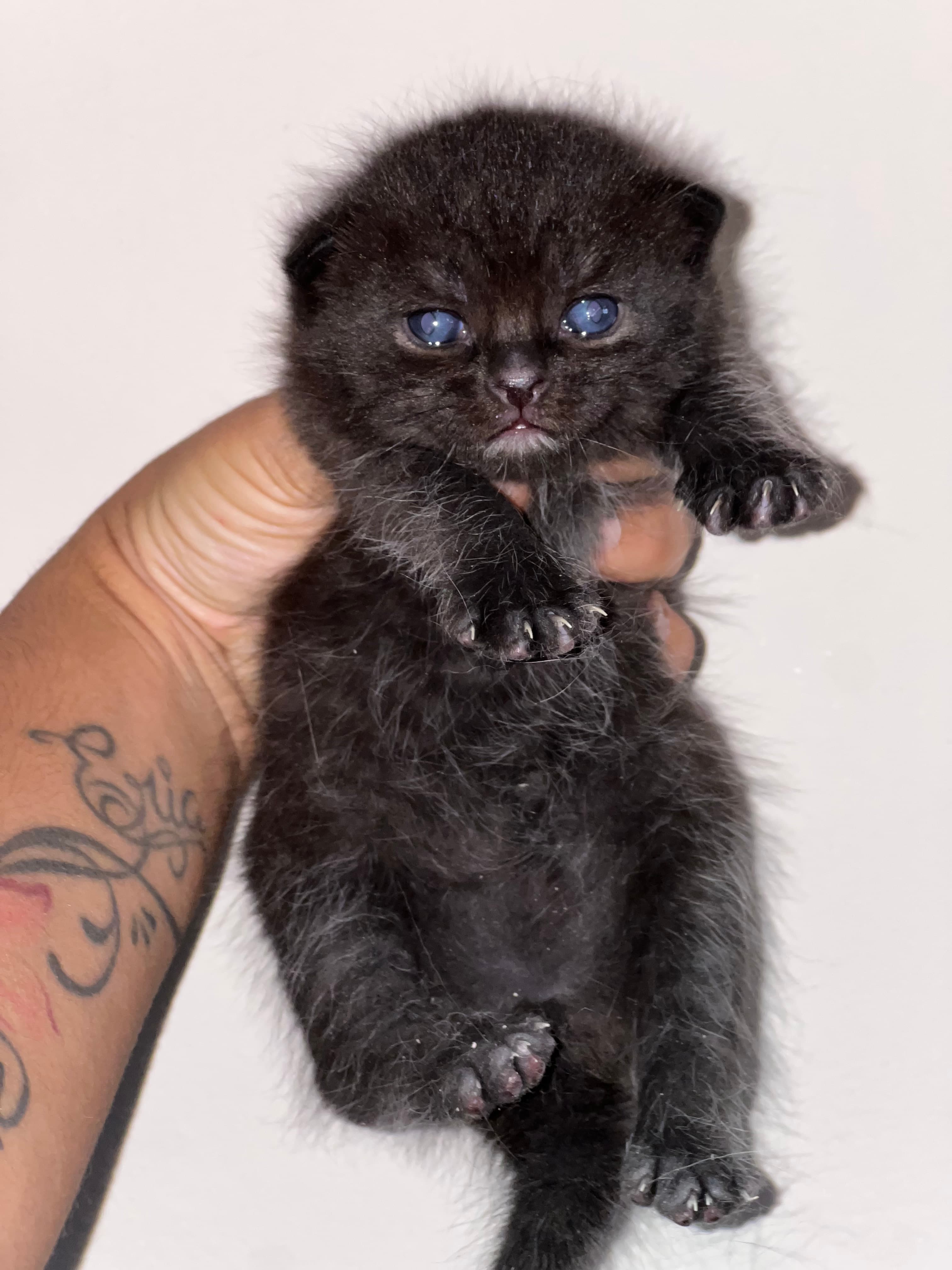 MACHITO NEGRO BRITISH SHORTHAIR