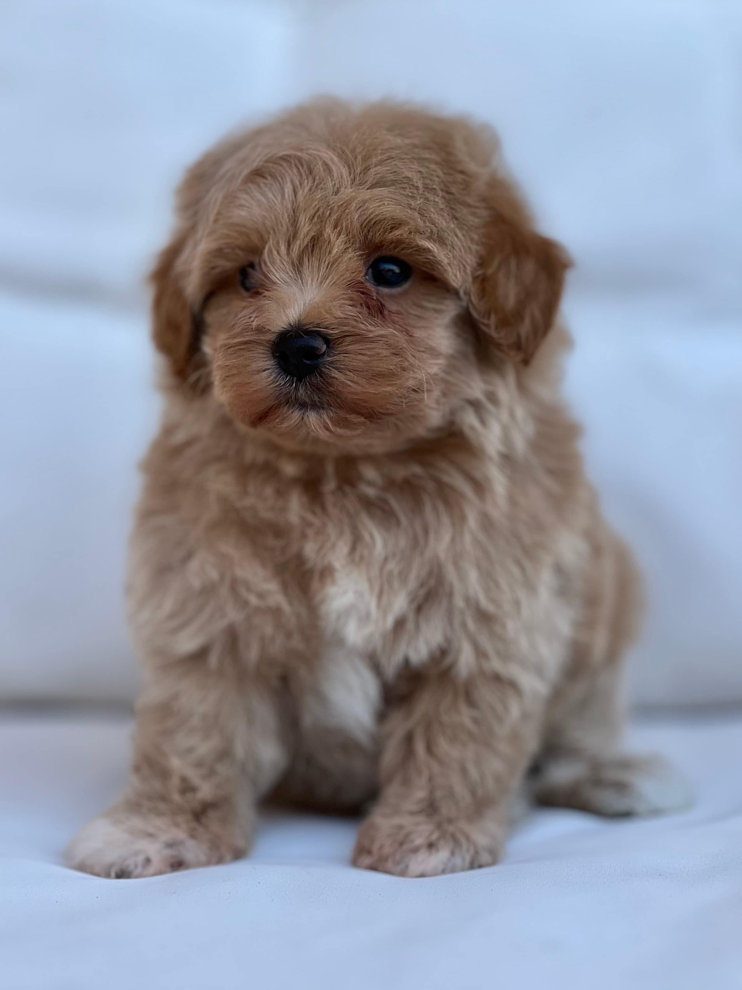 MACHITO MALTIPOO