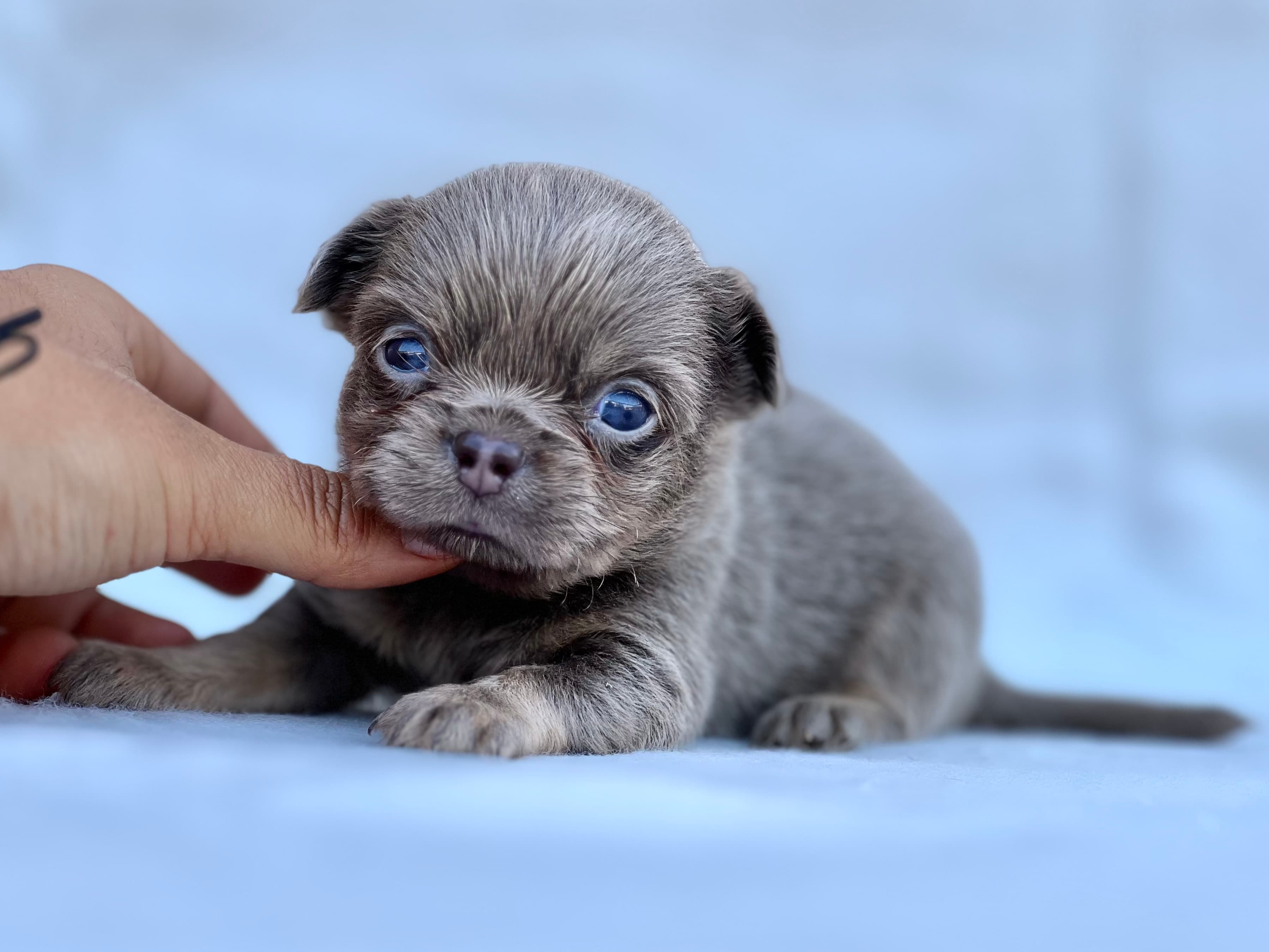 Chihuahua tricolor Blue macho