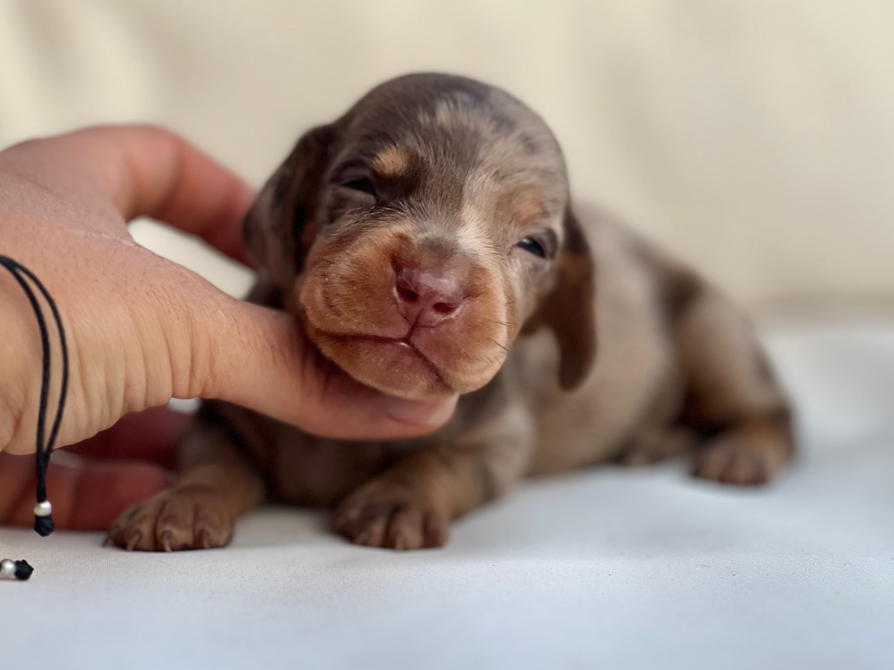 Precioso Teckel machito arlequín chocolate